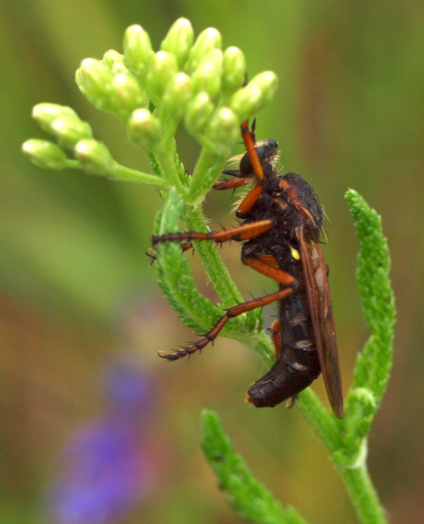 Femmina di Dasypogon diadema (Asilidae)